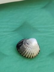 Cerastoderma glaucum