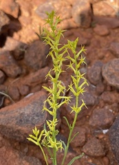 Stackhousia