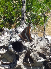 Charaxes jasius