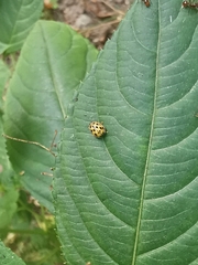 Propylea quatuordecimpunctata
