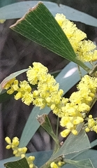 Acacia longifolia longifolia