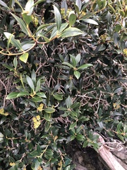 Metrosideros umbellata