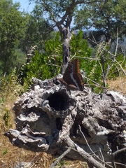 Charaxes jasius