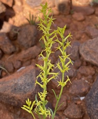 Stackhousia