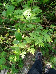 Selaginella willdenowii
