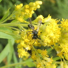 Cnemidandrena