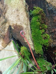 Haplopteris ensiformis