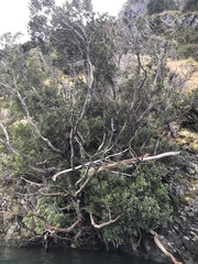 Metrosideros umbellata