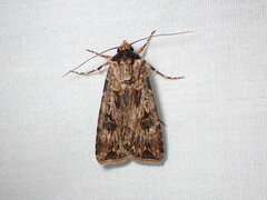 Agrotis munda