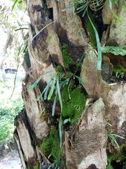 Haplopteris ensiformis