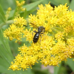 Cnemidandrena