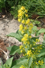 Solidago virgaurea