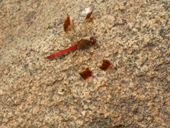 Sympetrum pedemontanum