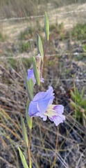 Gladiolus carinatus