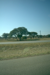 Giraffa camelopardalis giraffa