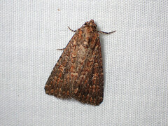 Hypoperigea tonsa