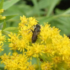 Cnemidandrena