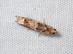 Crocidosema plebejana