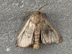 Leucania pseudargyria