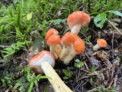 Pyrrhulomyces astragalinus