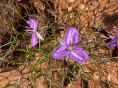 Thysanotus spiniger