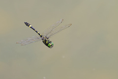 Epophthalmia elegans