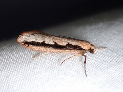 Leptocroca sanguinolenta