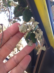 Dryomyia lichtensteinii