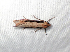 Leptocroca sanguinolenta