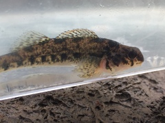 Etheostoma bellator