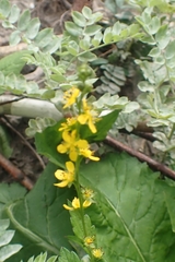 Agrimonia pilosa