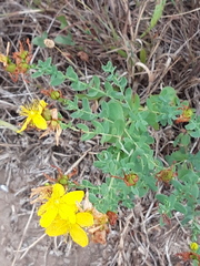Hypericum perforatum