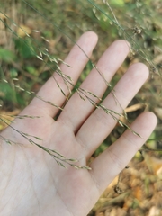 Poa nemoralis