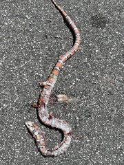 Lampropeltis zonata