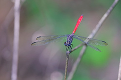 Lathrecista asiatica asiatica