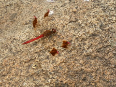Sympetrum pedemontanum