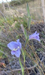 Gladiolus carinatus