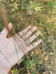 Poa nemoralis