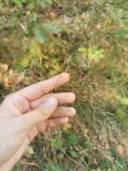 Poa nemoralis