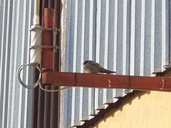 Ptyonoprogne fuligula