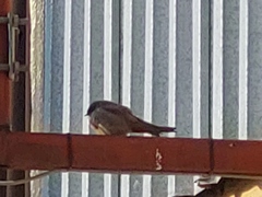 Ptyonoprogne fuligula