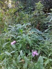 Centaurea phrygia