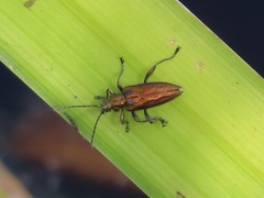 Donacia marginata