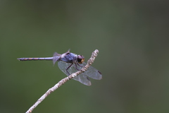 Potamarcha congener
