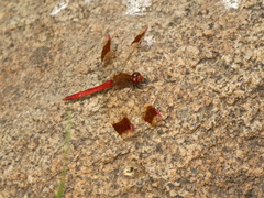 Sympetrum pedemontanum