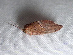 Drepanacra binocula