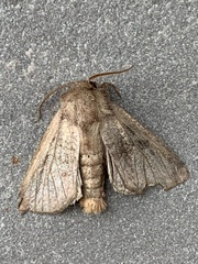 Leucania pseudargyria