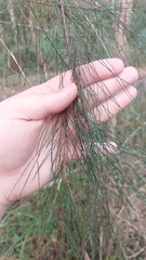 Allocasuarina
