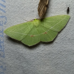 Tanaoctenia haliaria