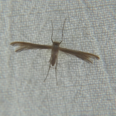 Pterophoroidea
